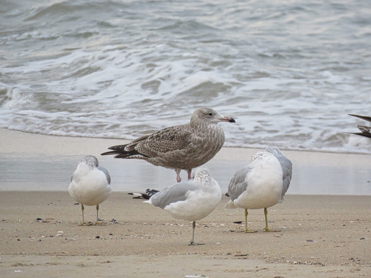 American Herring Gull - ML645410536