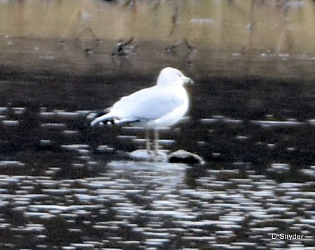 Ring-billed Gull - ML645410542