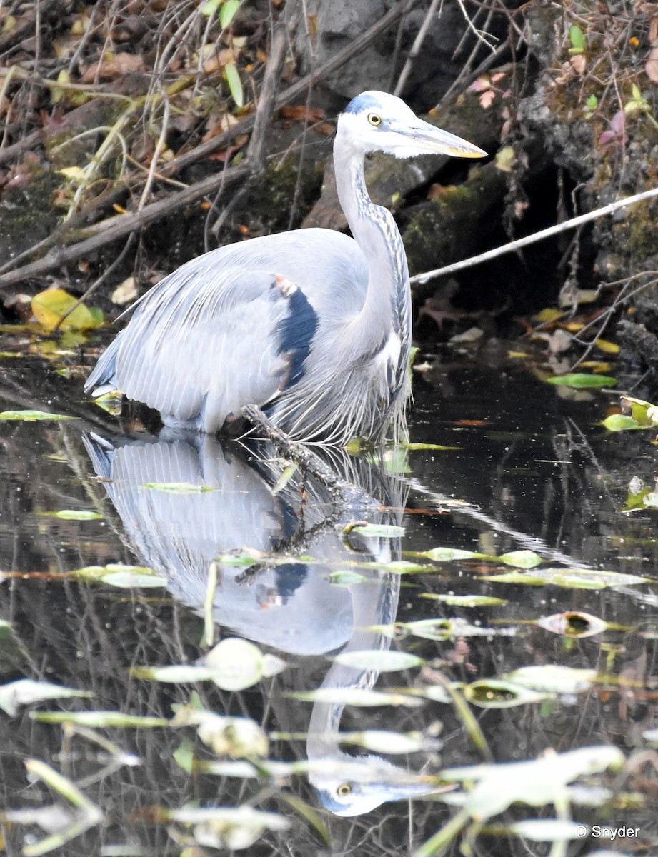 Great Blue Heron - ML645410550