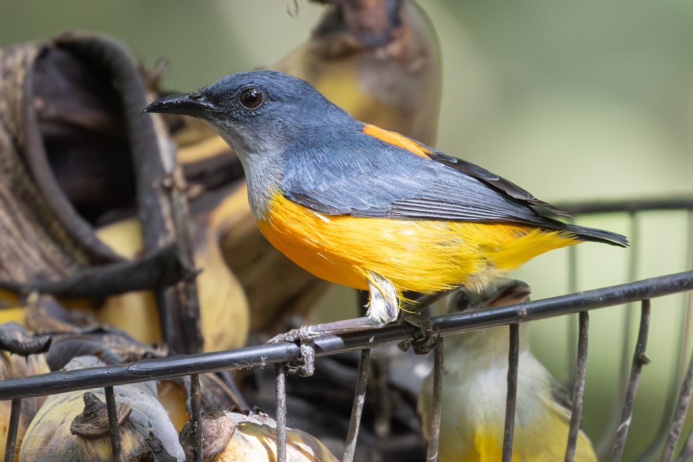 Orange-bellied Flowerpecker - ML645410554