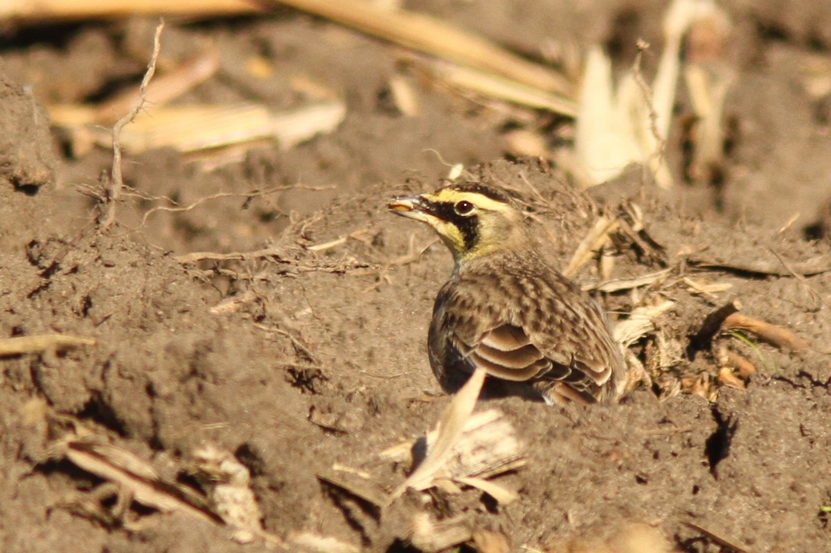 Horned Lark - ML645410564