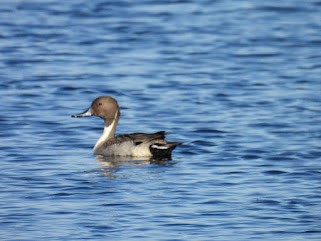 Northern Pintail - ML645410577