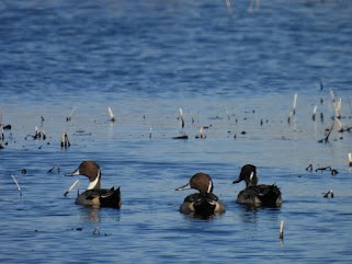 Northern Pintail - ML645410579