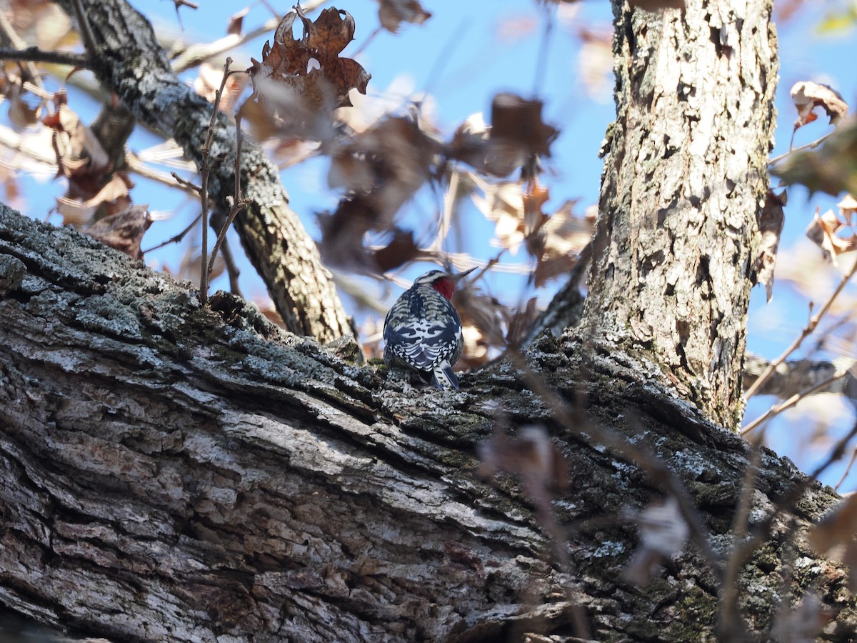 Yellow-bellied Sapsucker - ML645410586