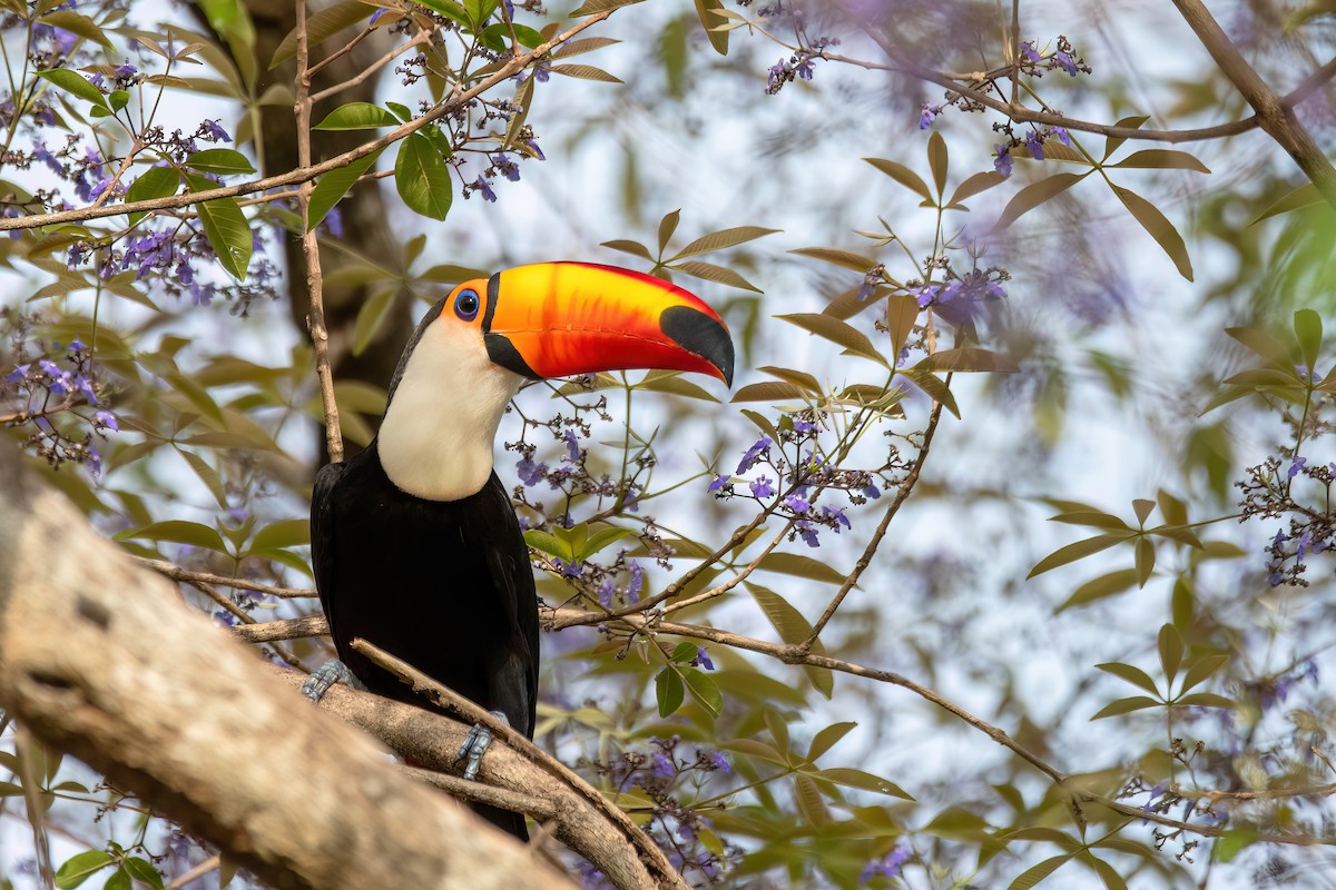 オニオオハシ - ML645410592