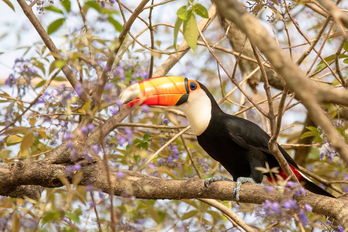 オニオオハシ - ML645410593