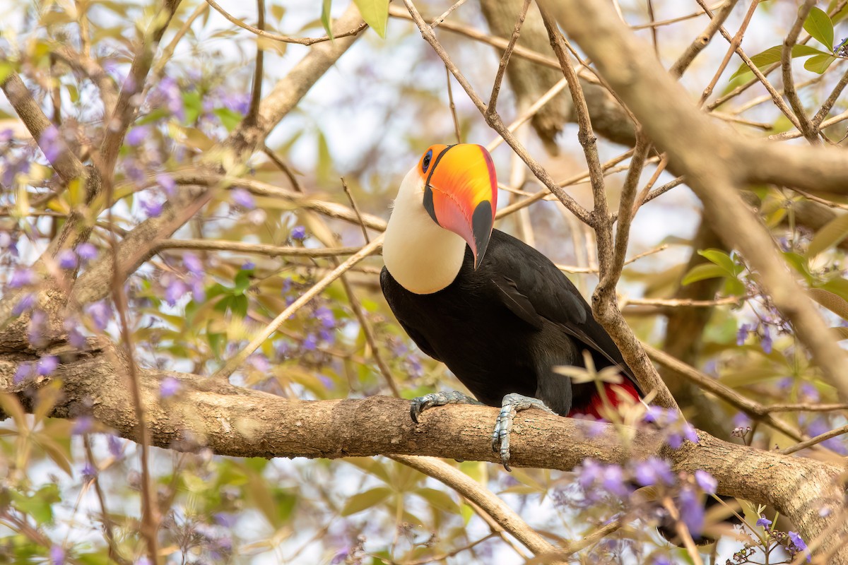 オニオオハシ - ML645410594