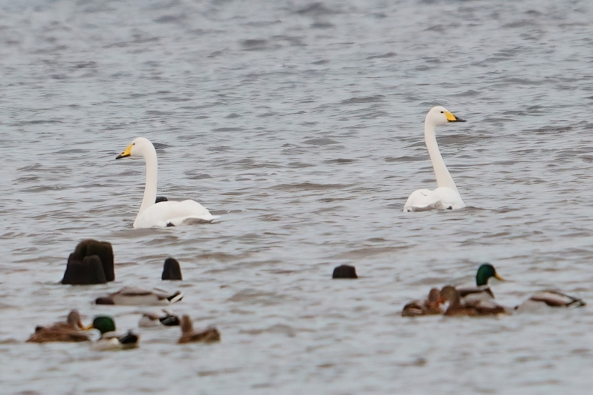Whooper Swan - ML645410595