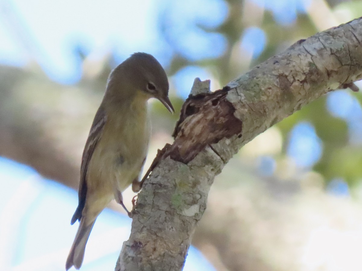 Pine Warbler - ML645410600