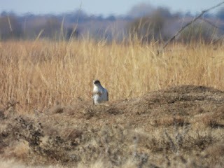 Ferruginous Hawk - ML645410601