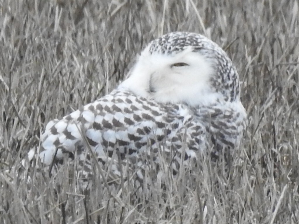 snøugle - ML645410603