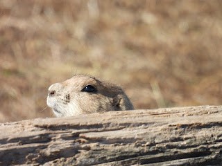 Black-tailed Prairie Dog - ML645410604