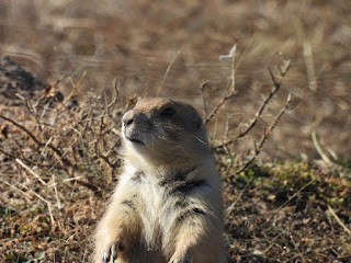 Black-tailed Prairie Dog - ML645410607
