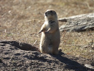 Black-tailed Prairie Dog - ML645410610
