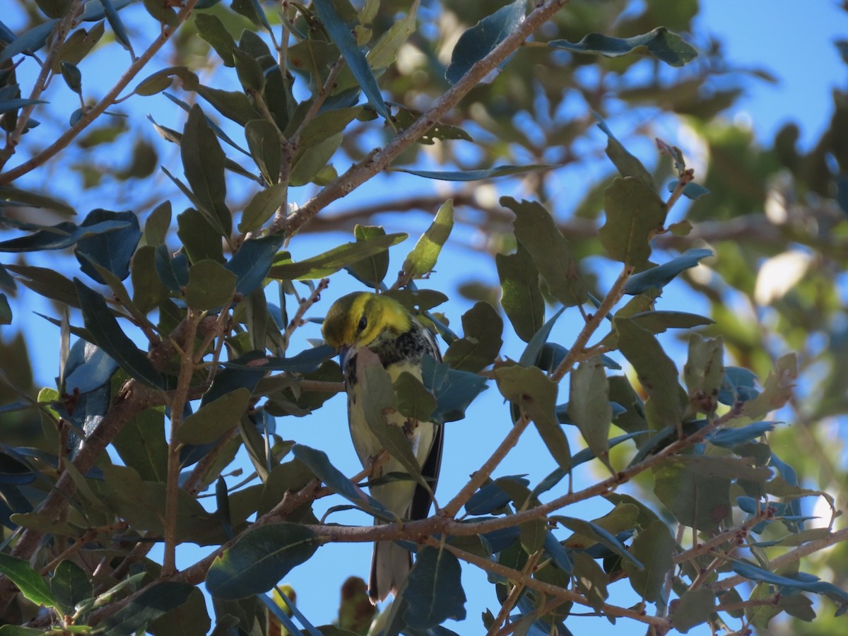 Black-throated Green Warbler - ML645410611