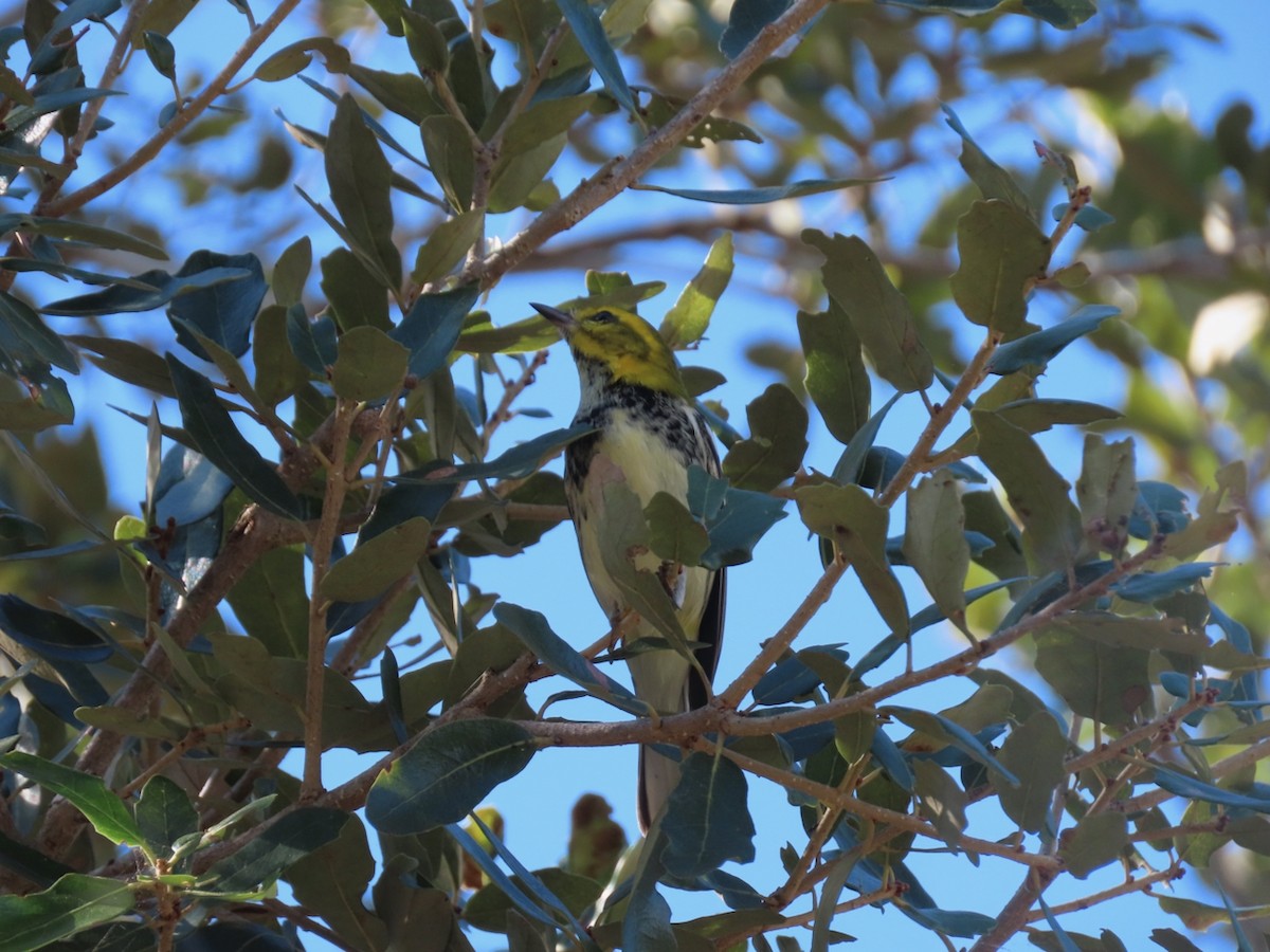 Black-throated Green Warbler - ML645410612