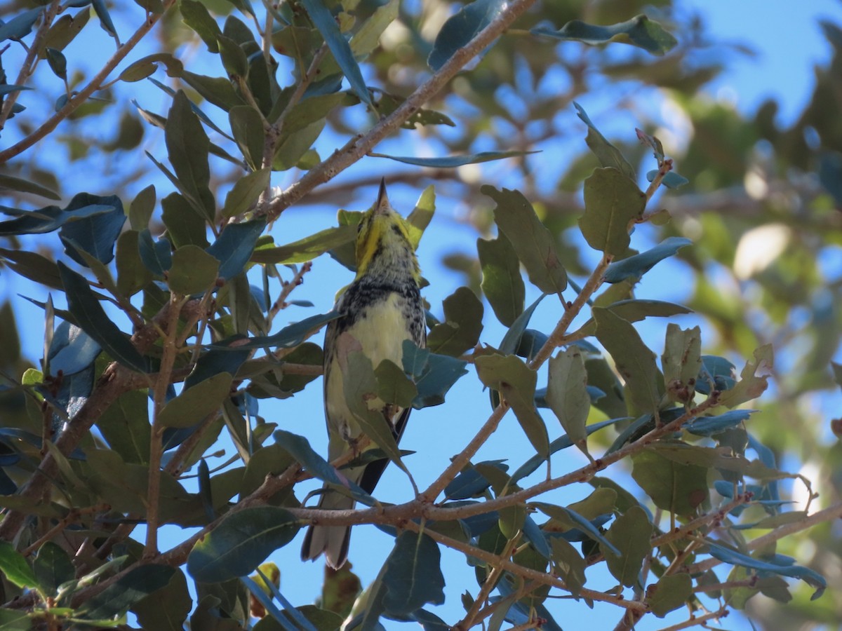 Black-throated Green Warbler - ML645410613