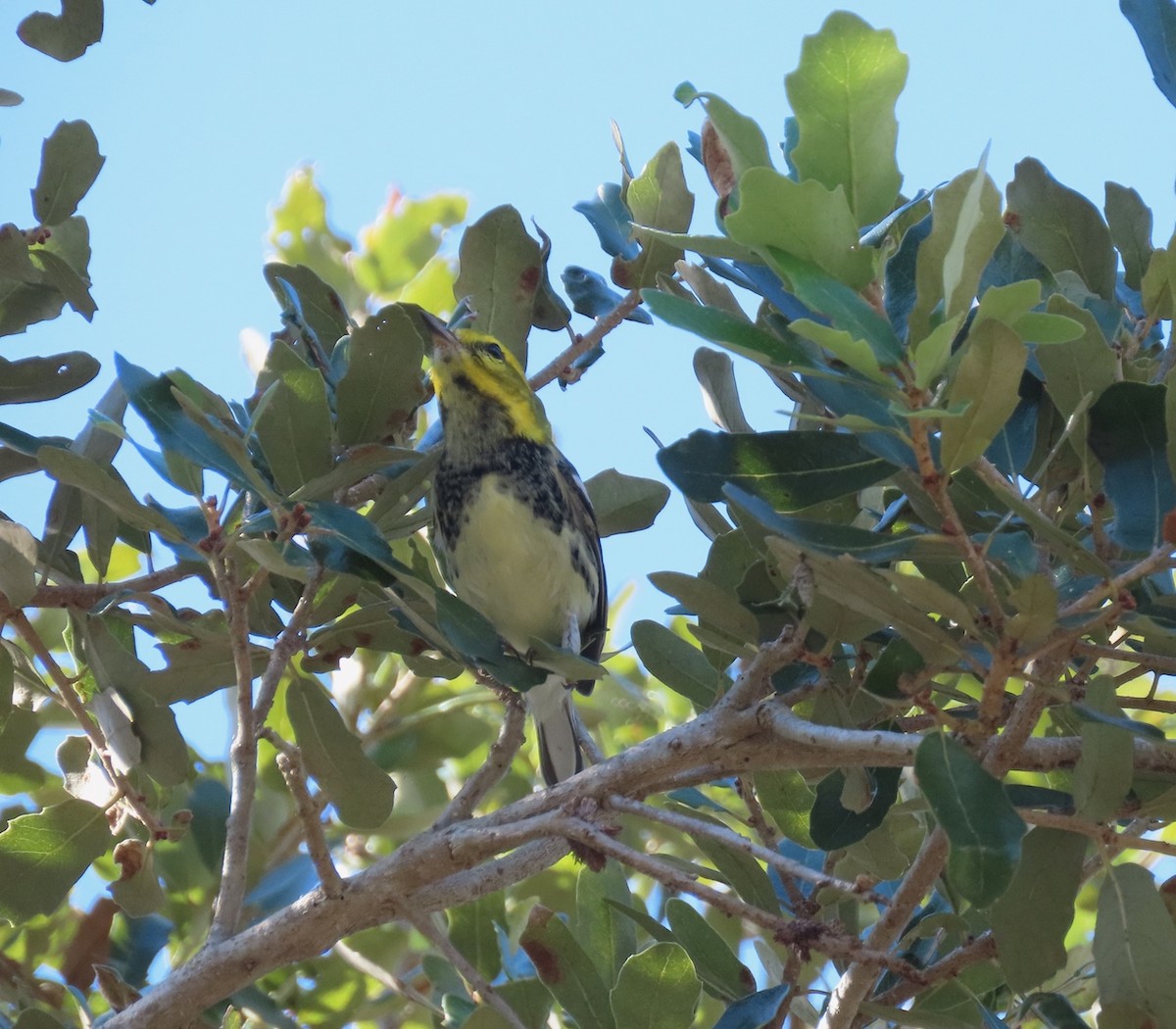 Black-throated Green Warbler - ML645410614