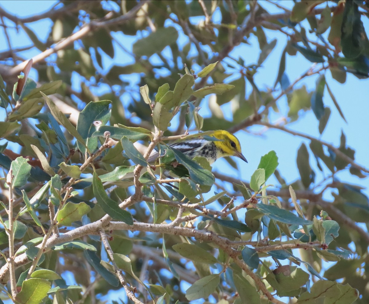 Black-throated Green Warbler - ML645410615
