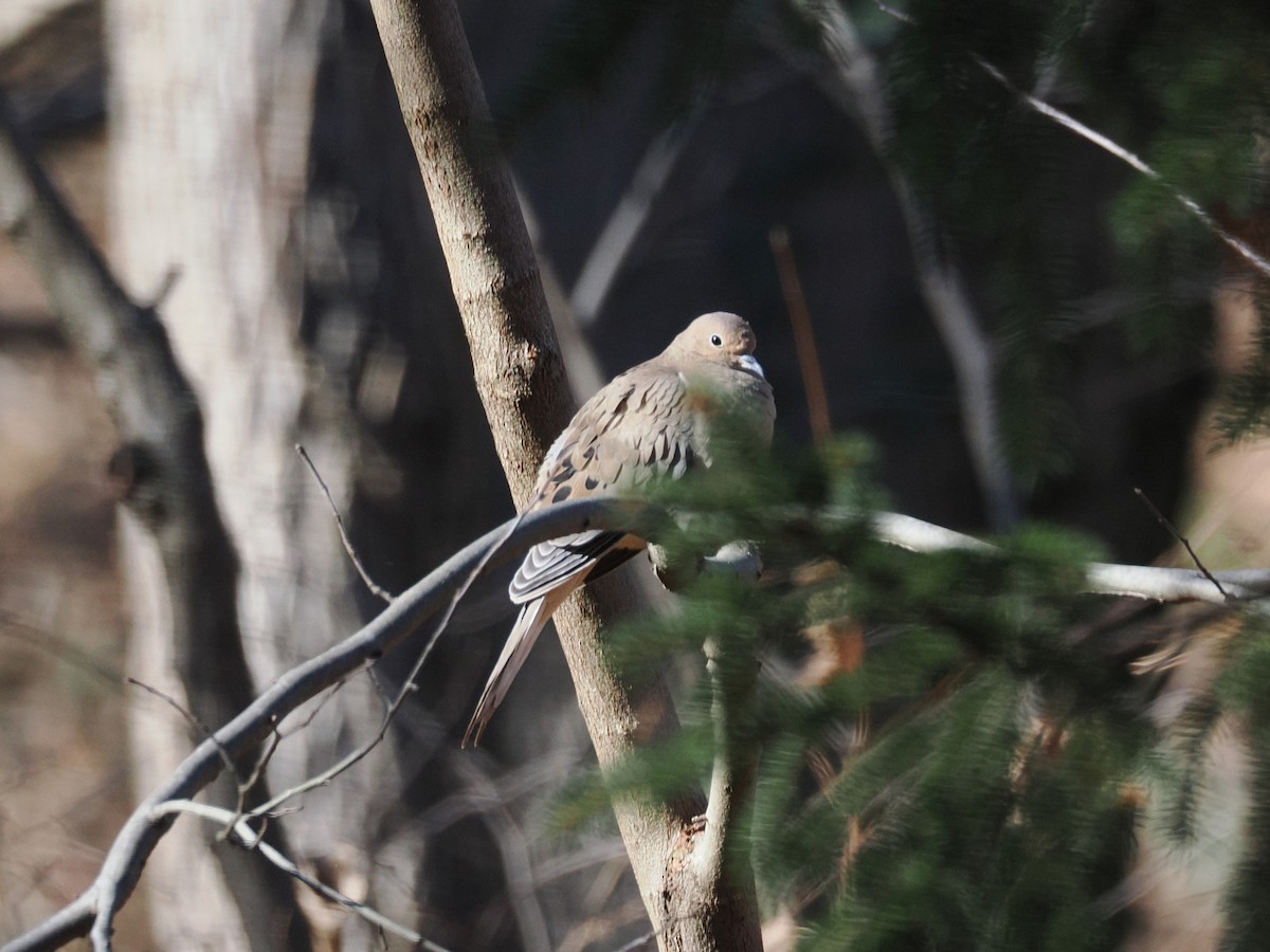 Mourning Dove - ML645410616
