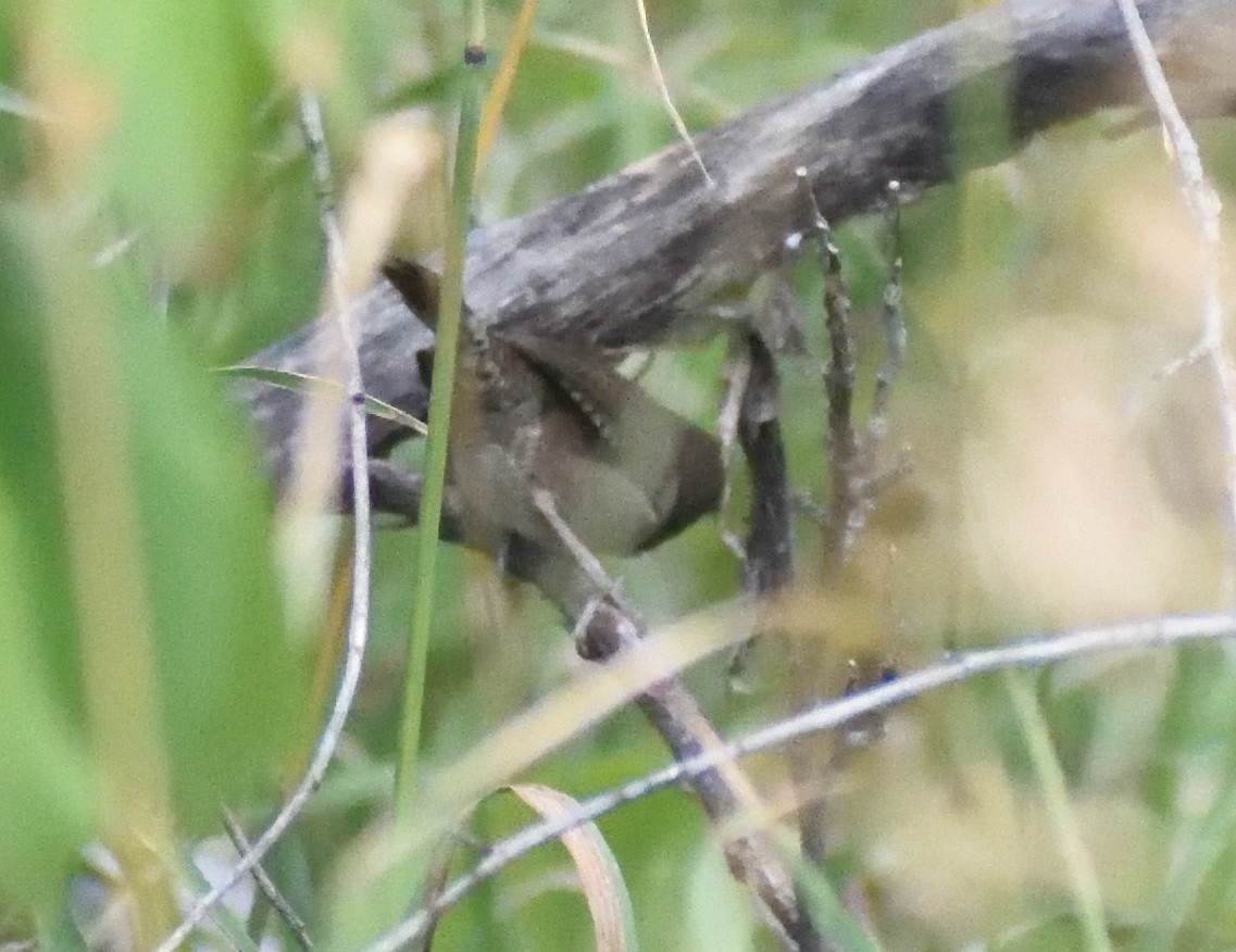 Northern House Wren - ML645410618