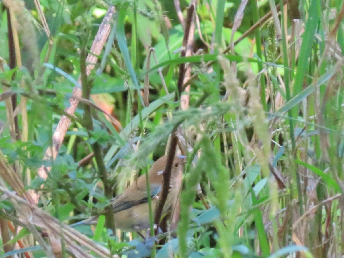 Индиговый колорин - ML645410619