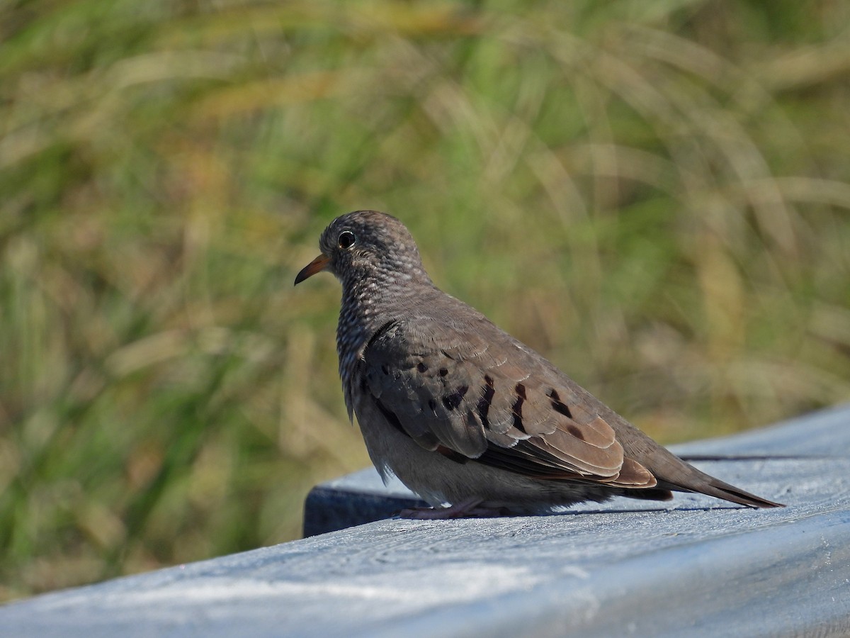 Common Ground Dove - ML645410622