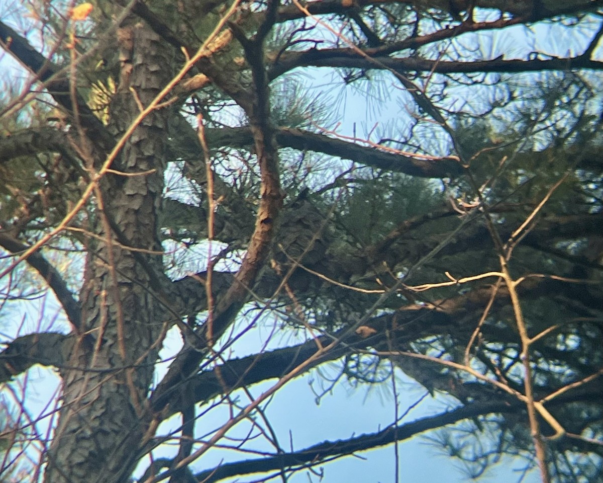 Great Horned Owl - ML645410625