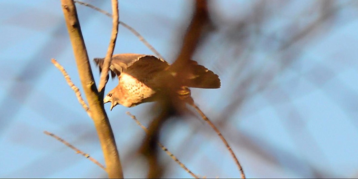 Red-tailed Hawk - ML645410626