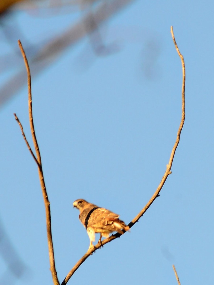 Red-tailed Hawk - ML645410627
