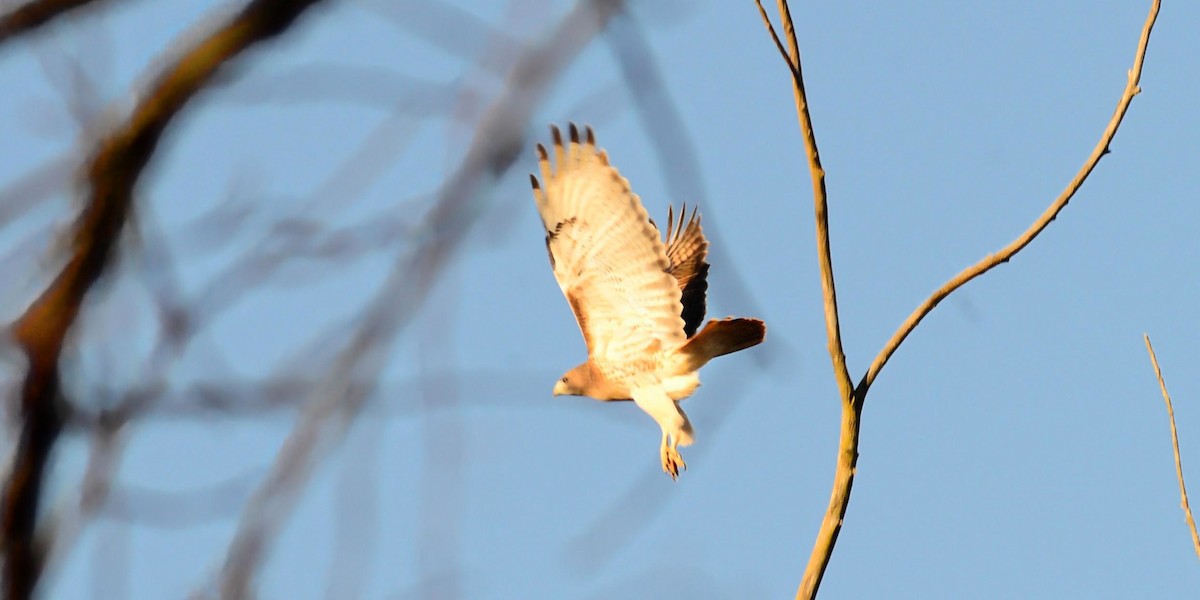 Red-tailed Hawk - ML645410628