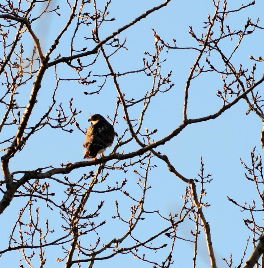 Red-tailed Hawk - ML645410629