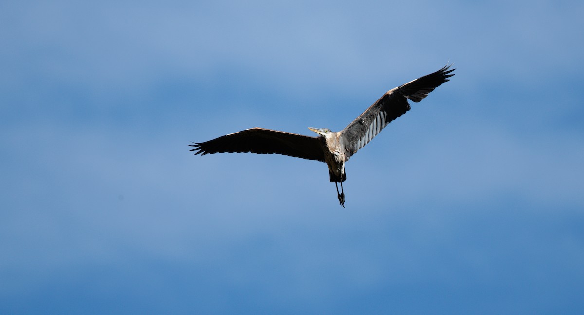 Great Blue Heron (Great Blue) - ML645410632