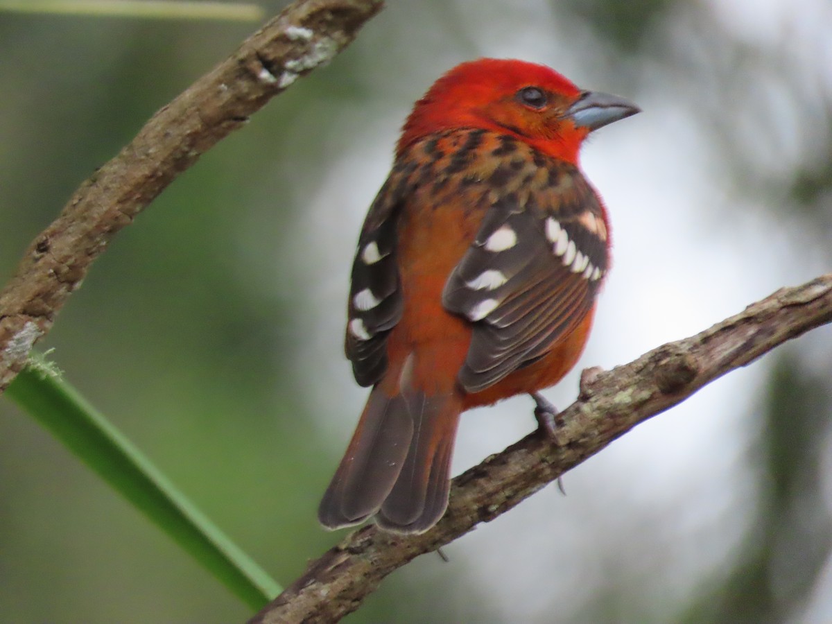 Flame-colored Tanager - ML645410634