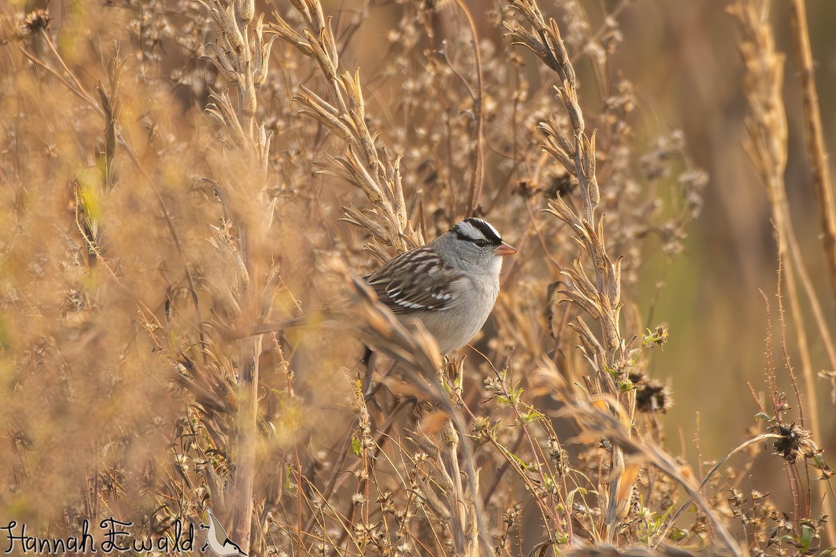 White-crowned Sparrow - ML645410636