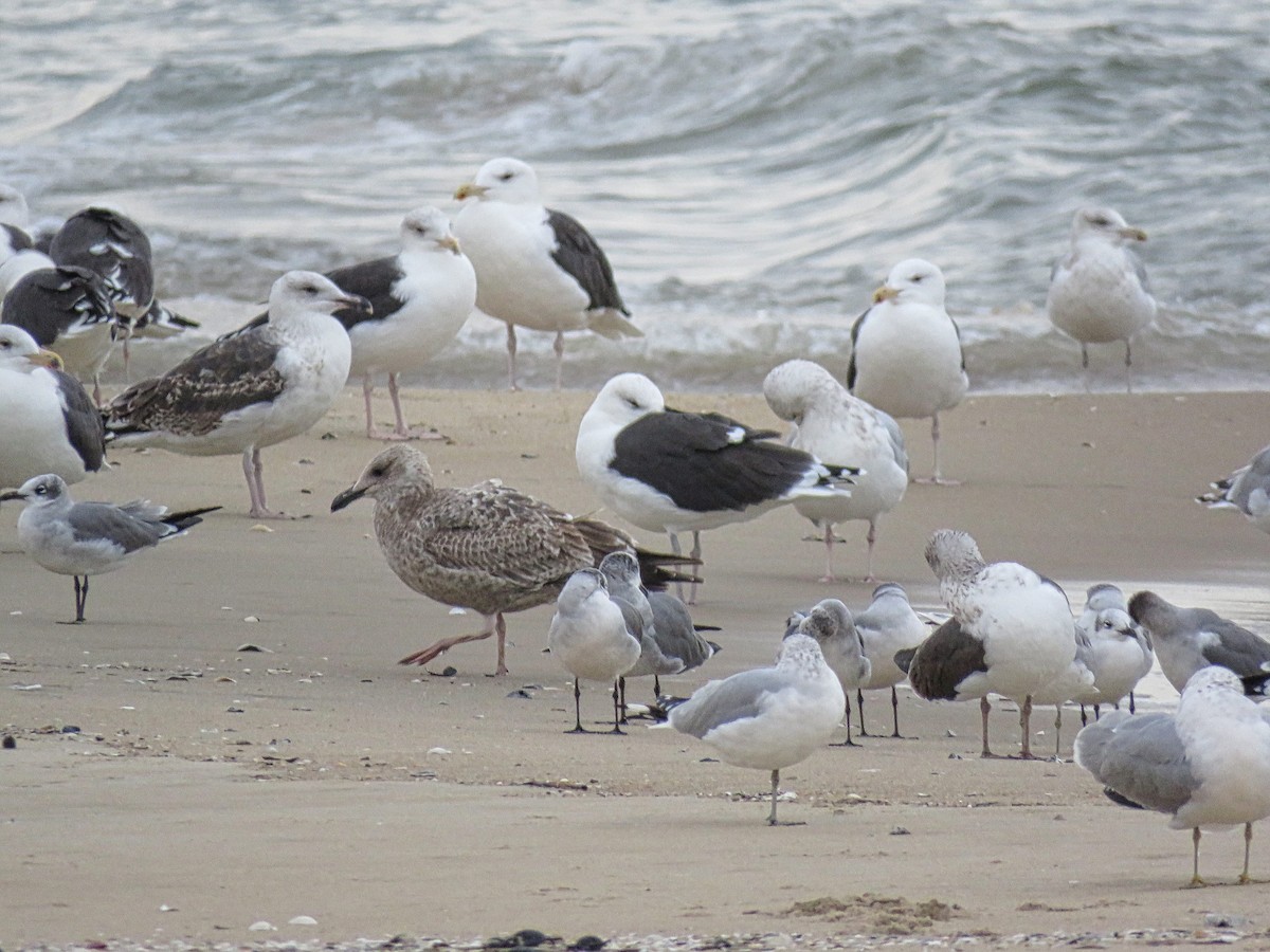 Great Black-backed Gull - ML645410637