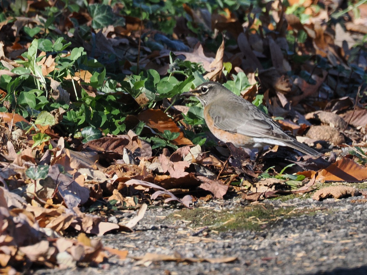 American Robin - ML645410638