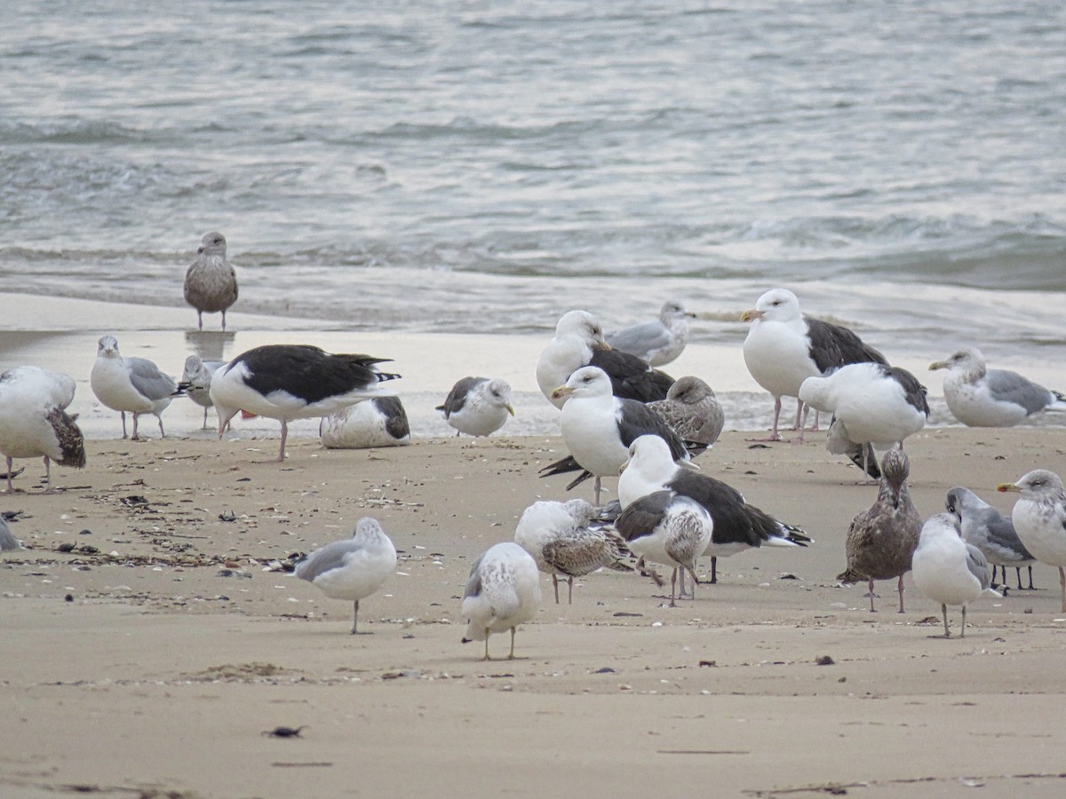 Great Black-backed Gull - ML645410639