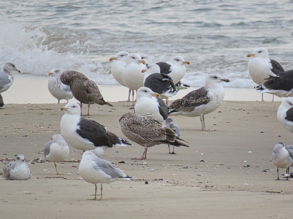 Great Black-backed Gull - ML645410640