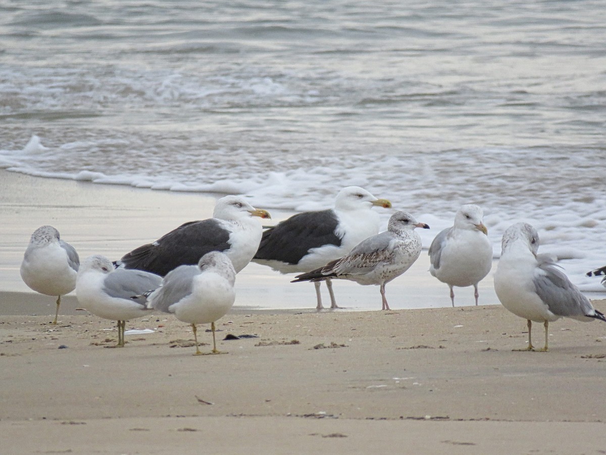 Great Black-backed Gull - ML645410641
