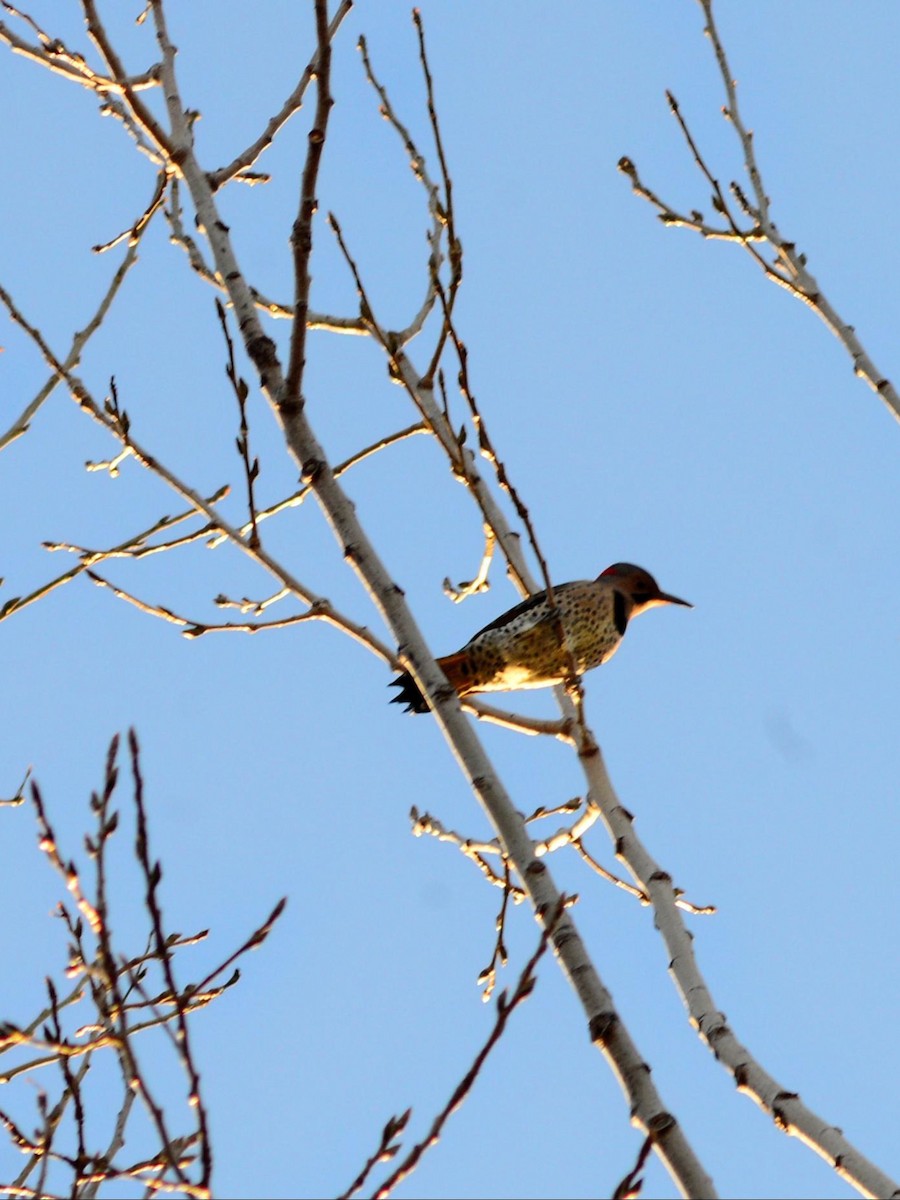 Northern Flicker - ML645410642