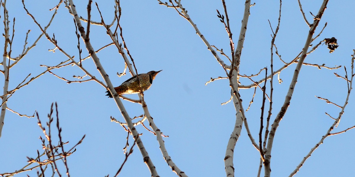 Northern Flicker - ML645410643
