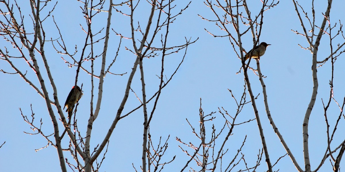 Northern Flicker - ML645410644