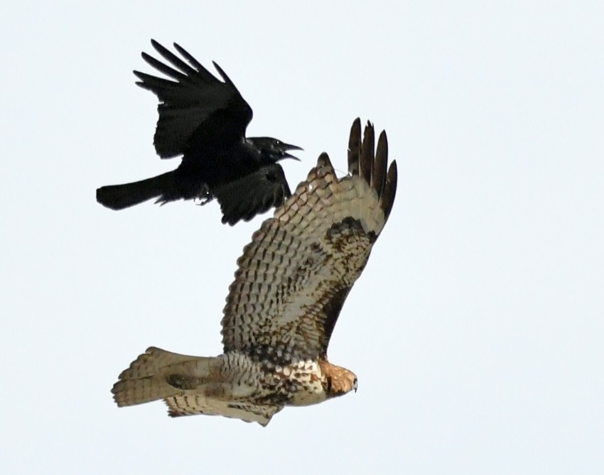 American Crow - ML645410645