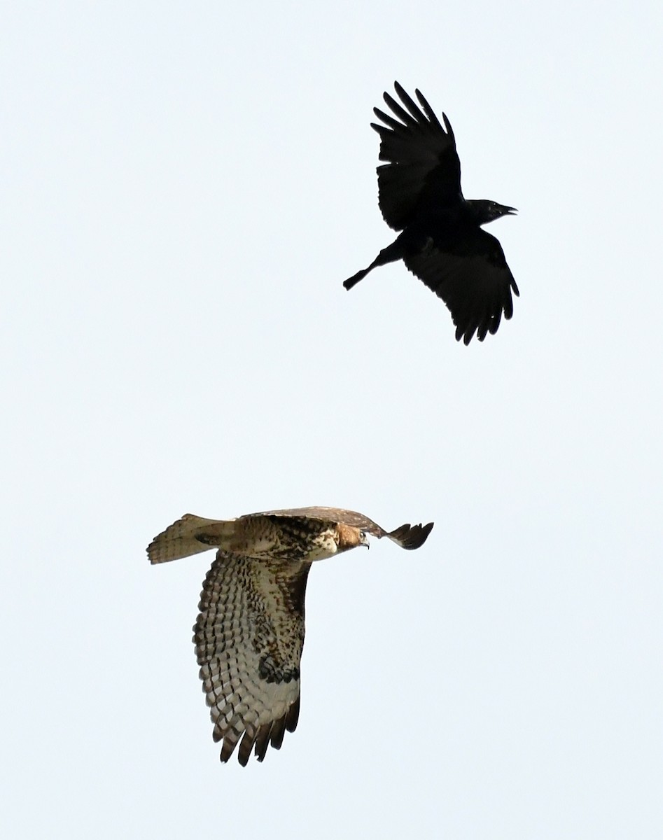 American Crow - ML645410646