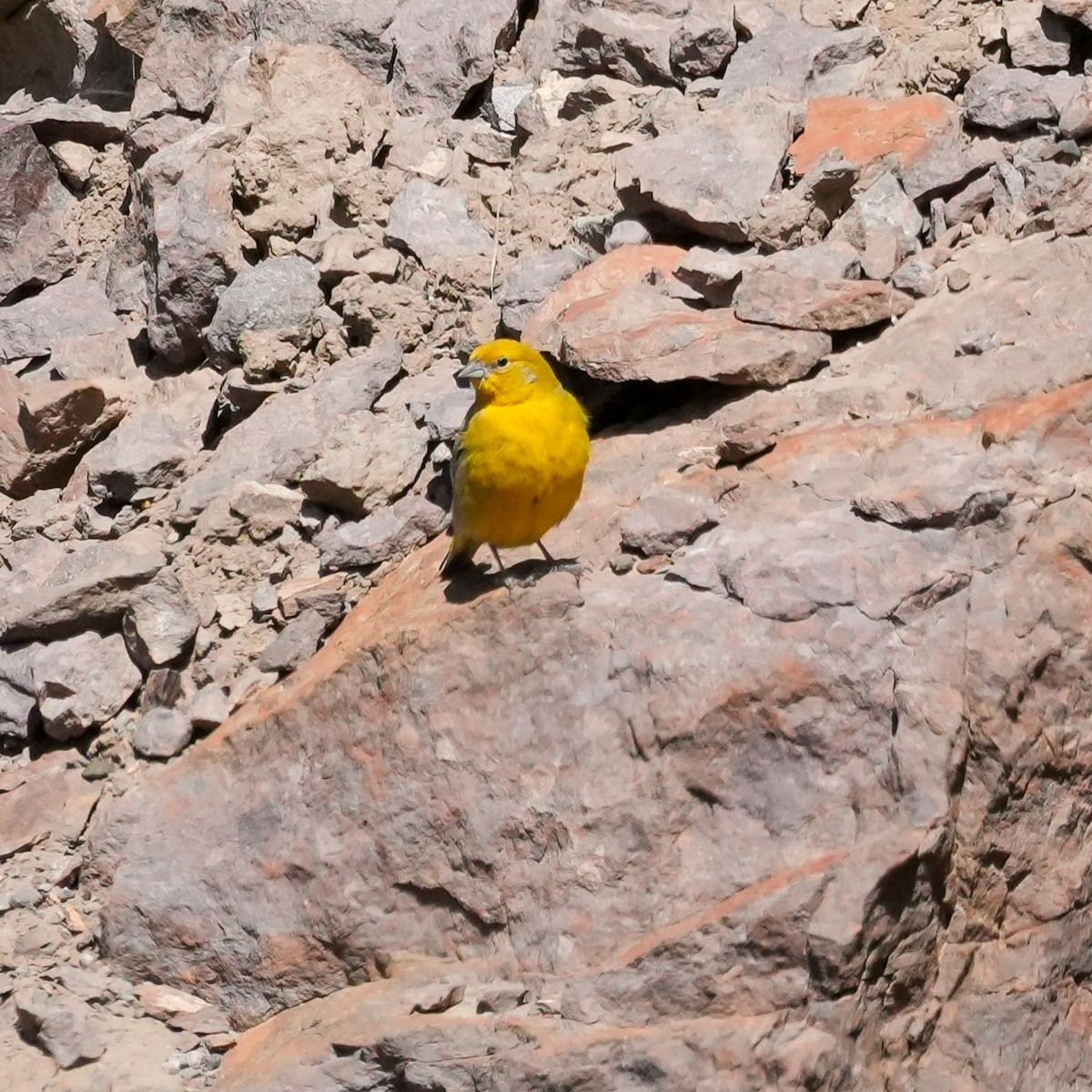 Greater Yellow-Finch - ML645410649