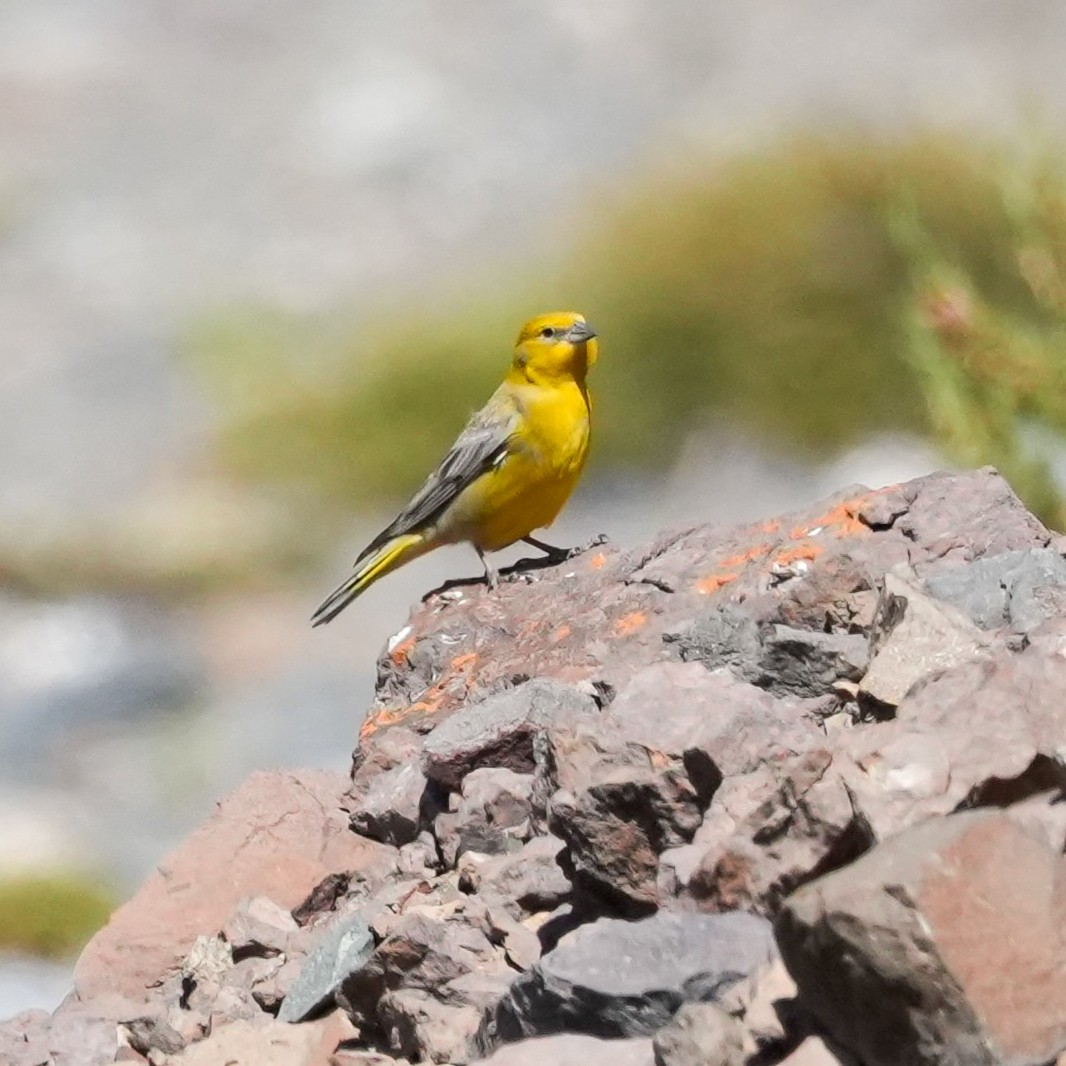 Greater Yellow-Finch - ML645410650