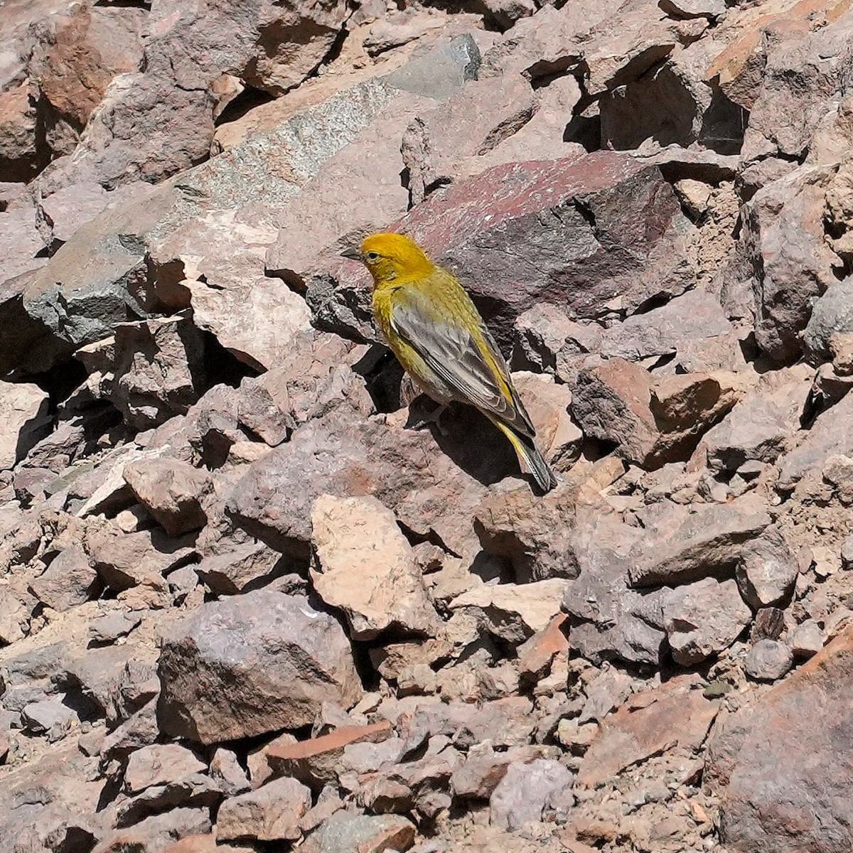Greater Yellow-Finch - ML645410651