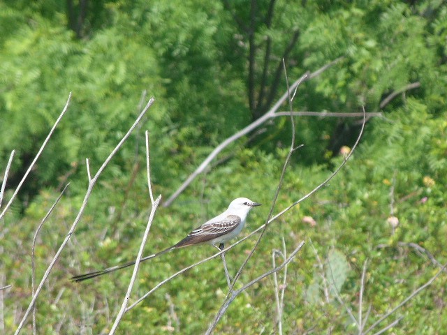 Scissor-tailed Flycatcher - ML645410653