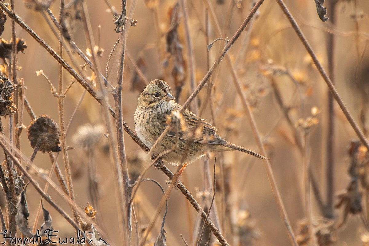 strnadec pruhohlavý - ML645410661